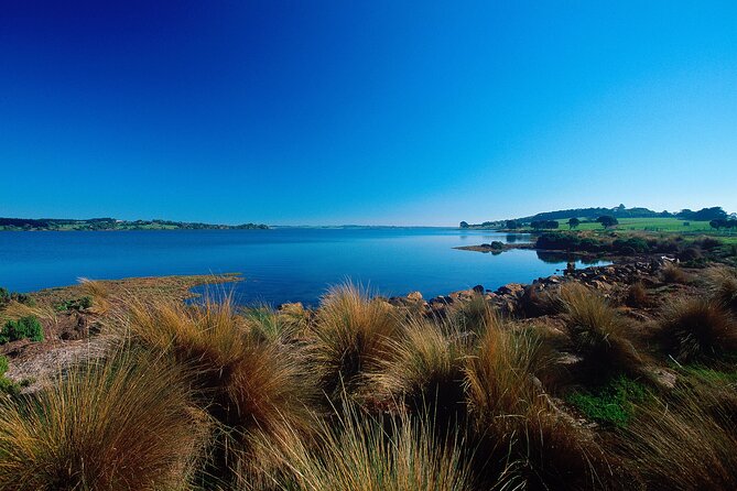 1 Day Exclusively Private Tour Of Phillip Island & The Penguin Parade - Koala time: what you’ll see and why it’s worth slowing down