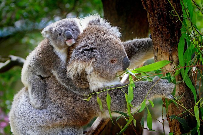 1 Day Exclusively Private Tour Of Phillip Island & The Penguin Parade - Optional add-ons: when to spend extra time on wineries, museums, and more parks