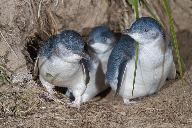 1 Day Exclusively Private Tour Of Phillip Island & The Penguin Parade - Your evening focus: Penguin Parade viewing and the Penguins Plus upgrade