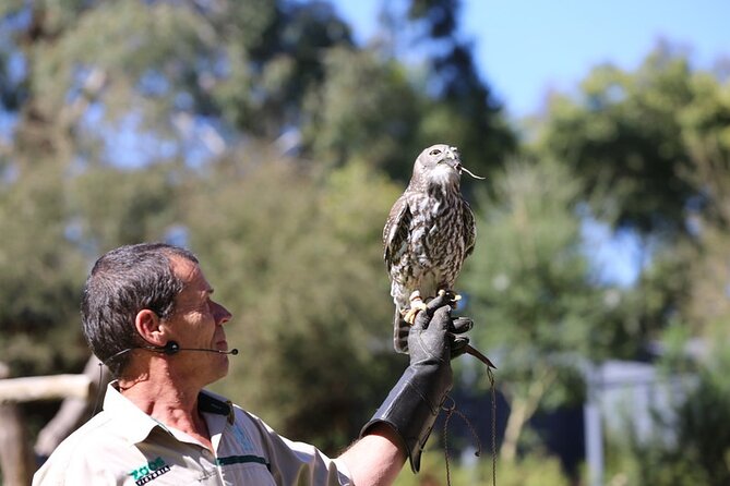 1 day Puffing Billy Steam Train and Wildlife Tour from Melbourne - Guide quality, group size, and comfort on a full day