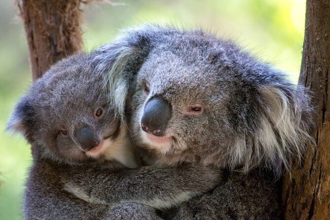 1 day Puffing Billy Steam Train and Wildlife Tour from Melbourne - Puffing Billy steam train: where to sit for better views