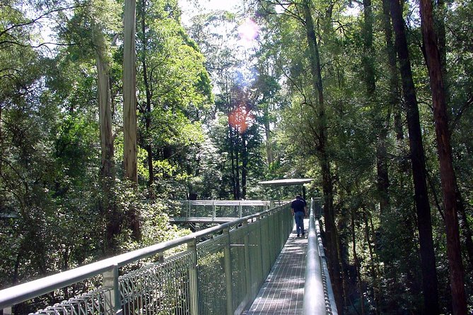 12 Apostles and Otway Fly Zipline Day Trip from Melbourne - Small-group touring and your guide’s role in the day