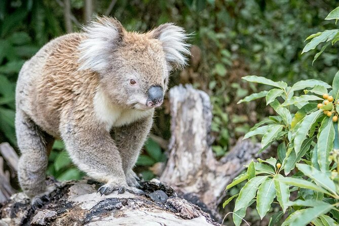 12 Apostles,Great Ocean Road Tour - hotel PICKUP & free entries - Port Campbell National Park and Mutton Bird Lookout for fast geology fixes