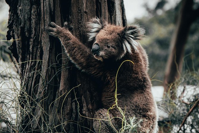 12 Apostles, Otways & Great Ocean Road Day Tour - Small Group - Key takeaways before you go