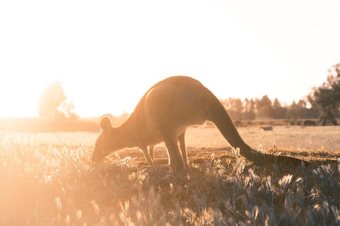 12 Apostles, Otways & Great Ocean Road Day Tour - Small Group - Price and value: what you’re really paying for at $157.08