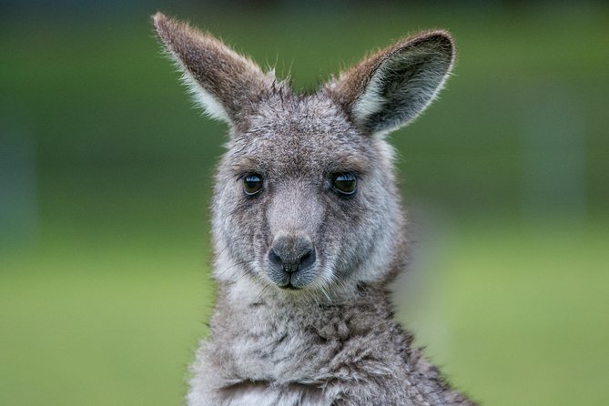 2-Day Great Ocean Road and Grampians Tour Roundtrip from Melbourne - Overnight in Halls Gap: what the accommodation really means