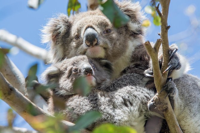 2-Day Great Ocean Road and Grampians Tour Roundtrip from Melbourne - Guide style and group size: why narration makes this tour feel smoother
