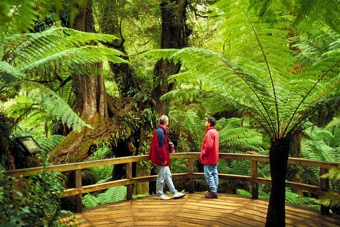 3 Day Combo: Great Ocean Road, Penguin Parade and FREE City Tour - What the guide style really changes on these tours