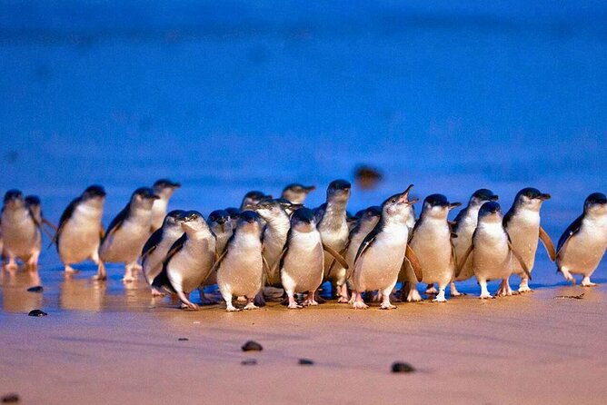 3 Day Combo: Great Ocean Road, Penguin Parade and FREE City Tour - Great Ocean Road Day 1: Torquay, koalas, and the Twelve Apostles without the stress
