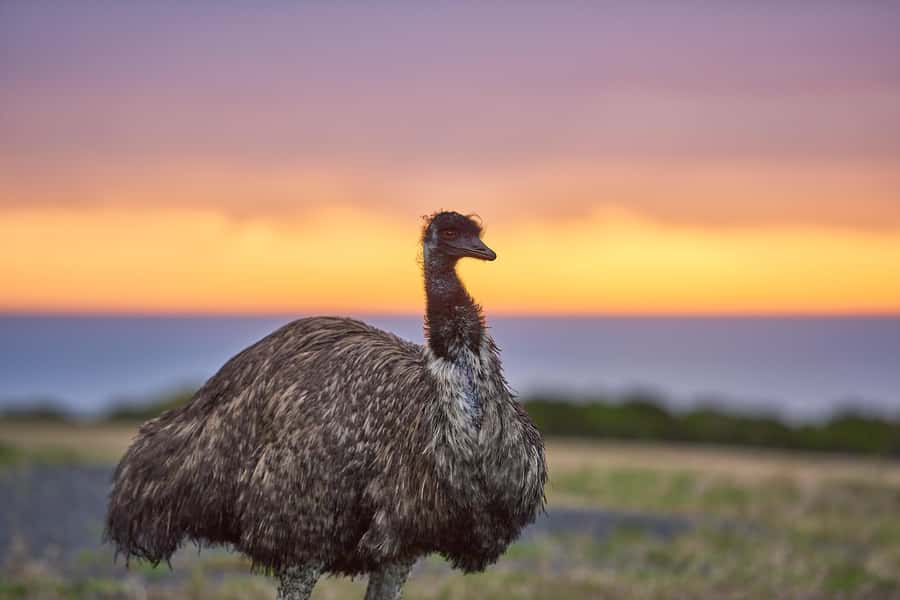 Apollo Bay: Dusk Discovery Great Ocean Road Wildlife Tour - Key Things That Make This Dusk Tour Worth Your Time
