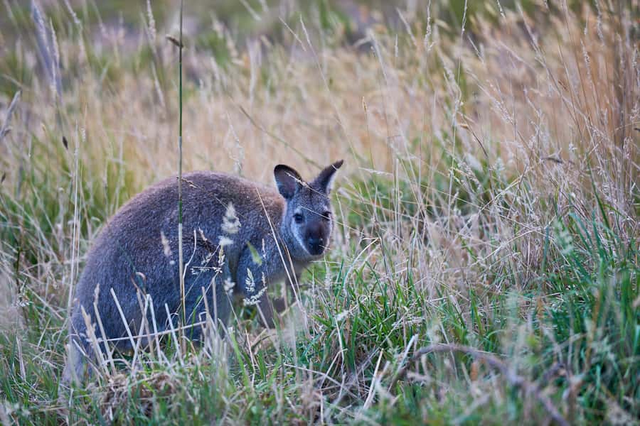 Apollo Bay: Dusk Discovery Great Ocean Road Wildlife Tour - Who This Apollo Bay Dusk Tour Suits Best