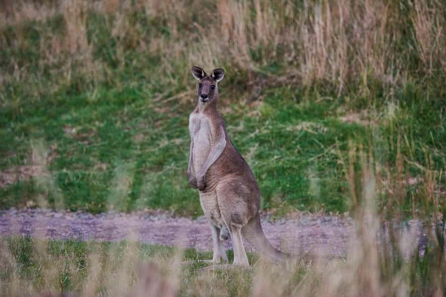 Apollo Bay: Dusk Discovery Great Ocean Road Wildlife Tour - Price and Value: Is $67 Reasonable?