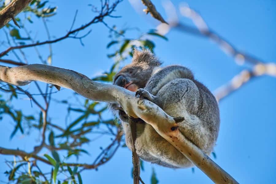 Apollo Bay: Dusk Discovery Great Ocean Road Wildlife Tour - The 150 Minutes: Mezze First, Wildlife Later