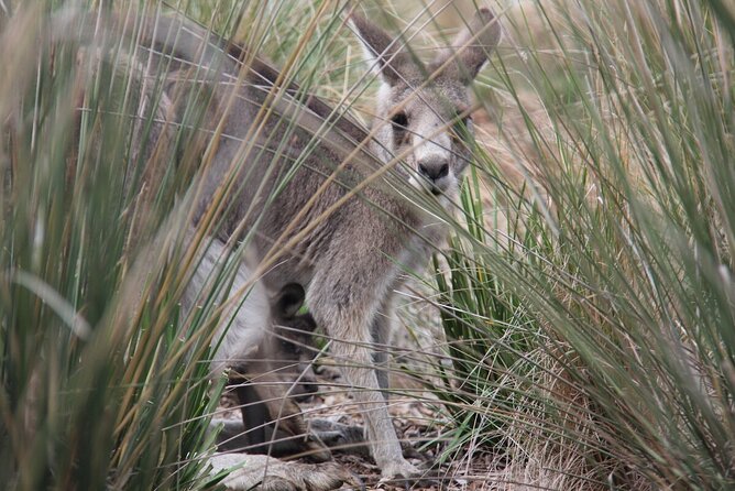 Australian Experience at Werribee Open Range Zoo - excl. entry - The 30-Minute Australian Trail Encounter You Can Actually Work Around