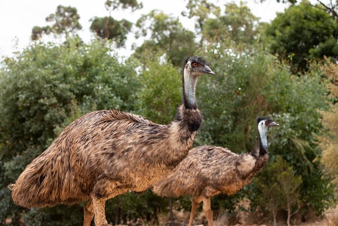Australian Experience at Werribee Open Range Zoo - excl. entry - Getting There: No Hotel Pickup, Covered Shoes, and Family Rules