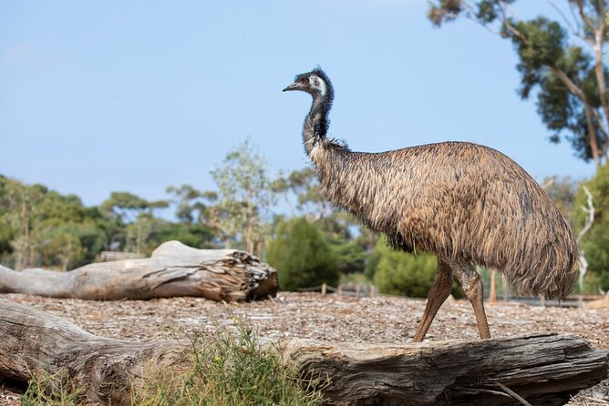 Australian Experience at Werribee Open Range Zoo - excl. entry - Practical Tips to Get More Out of Your 30 Minutes