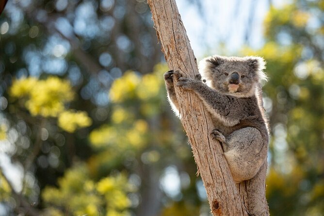 Australian Experience at Werribee Open Range Zoo - excl. entry - What the Ranger-Style Guidance Adds (And Why It Matters)
