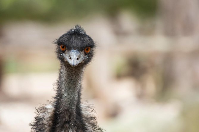 Australian Wildlife Tour at Melbourne Zoo Ticket - excl. entry - Before-hours Melbourne Zoo at 8:00am, and why it matters