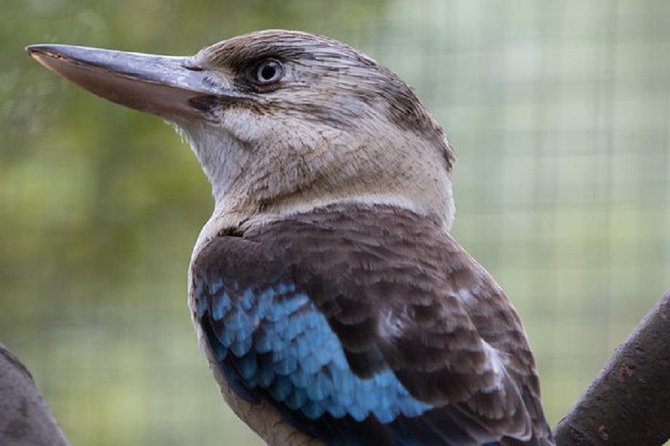 Australian Wildlife Tour at Melbourne Zoo Ticket - excl. entry - Kangaroos and emus, breakfast moments, and the back-of-house effect