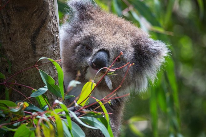 Australian Wildlife Tour at Melbourne Zoo Ticket - excl. entry - Timing, meeting point, and logistics that can make or break your morning