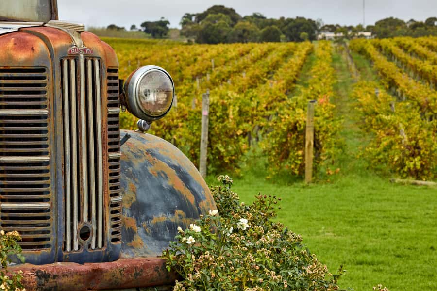 Bellarine Winery: Texas BBQ Platter Lunch with Wine - Wine pairing with Bellarine Estate Chardonnay, Pinot Noir, Shiraz