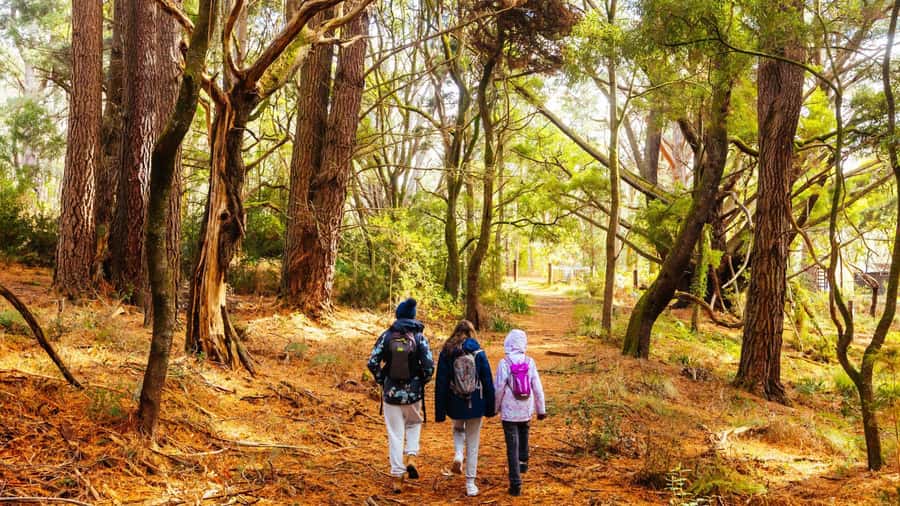 Best of Melbourne: Private Walking Tour with a Local - The One Thing to Watch: Guide Style and Expectations