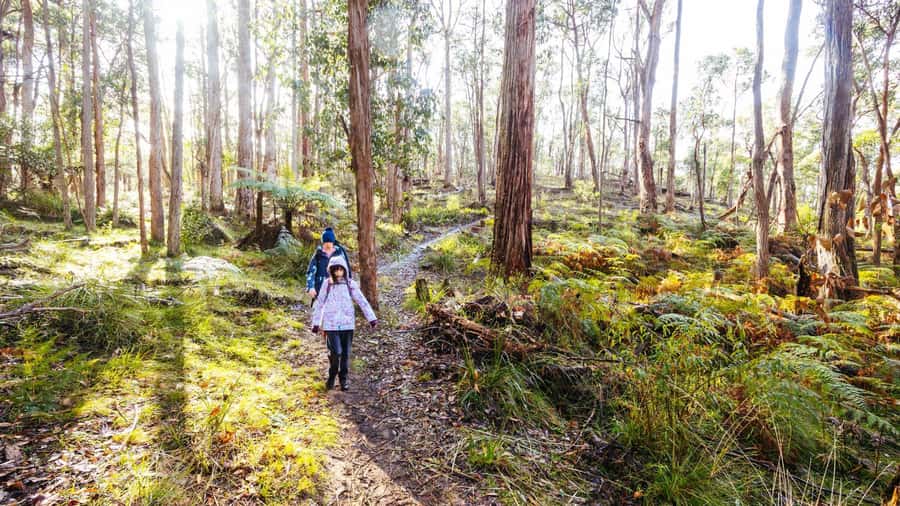 Best of Melbourne: Private Walking Tour with a Local - Who This Tour Fits Best (and Who Might Want Something Else)