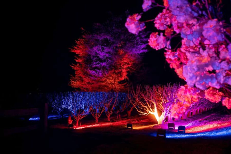 Blossom by Light at CherryHill - Key things to know before you go