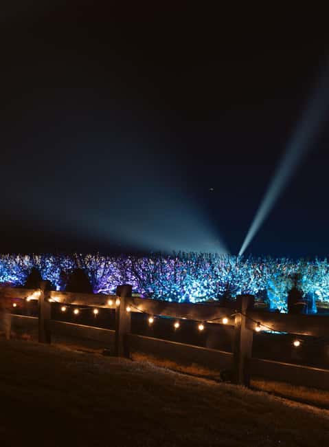 Blossom by Light at CherryHill - Blossom by Light at CherryHill, what the night show is really like