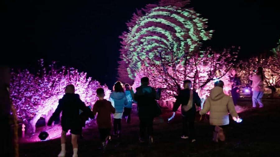 Blossom by Light at CherryHill - From gates open to first glow, your best arrival strategy