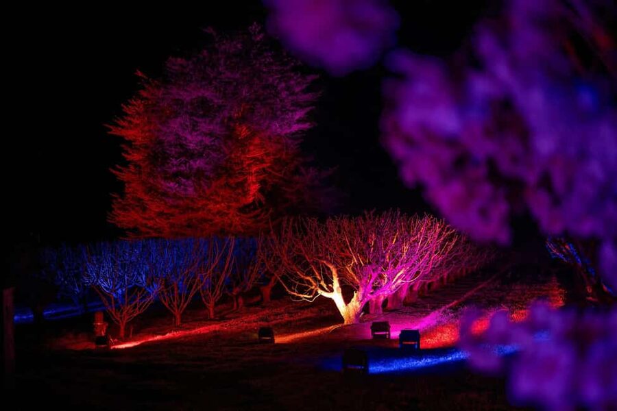 Blossom by Light at CherryHill - The light-and-sound orchard walk, where the magic happens