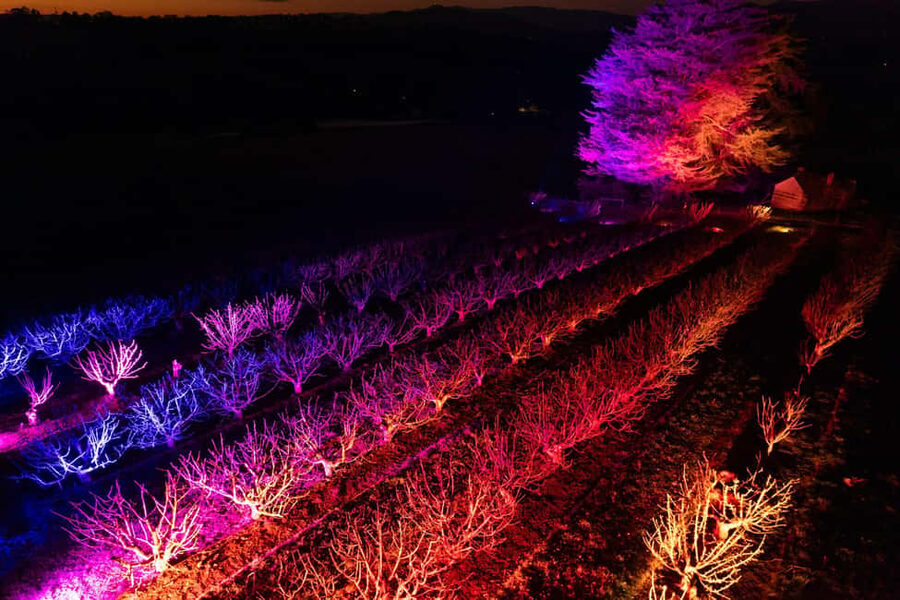 Blossom by Light at CherryHill - Timing matters, this cherry blossom window is only about two weeks