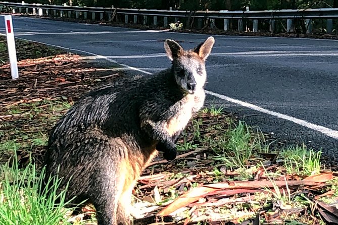 Boutique Great Ocean Road, wildlife and Rainforest Experience - 6:45 am from Flinders Street, plus that first coffee at Anglesea