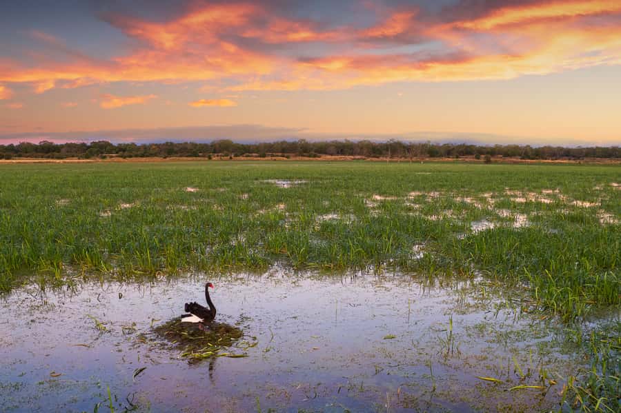 Budj Bim: Tae Rak Wetlands 2 Hour Guided Cultural Tour - Native flora and fauna spotting that actually adds meaning