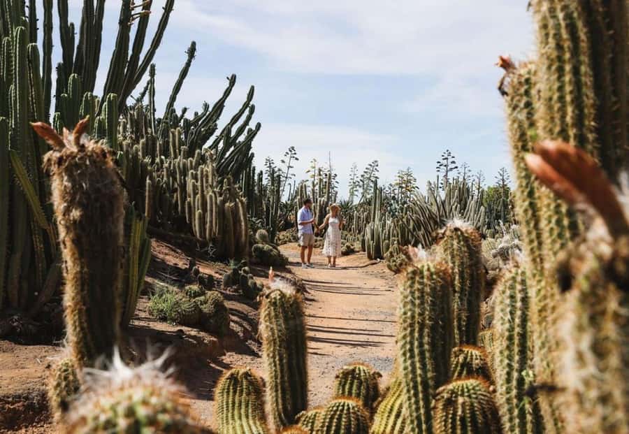 Cactus Country: Entry Ticket - Photo Strategy for Cactus Frames That Don’t Feel Forced