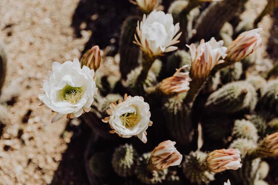 Cactus Country: Entry Ticket - Eight Trails That Give Your Walk a Real Route