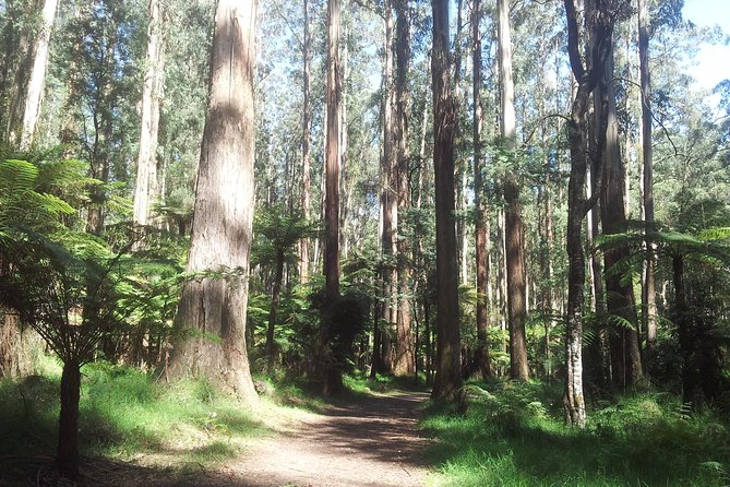 Dandenong Ranges Private Day Tour - Key highlights at a glance