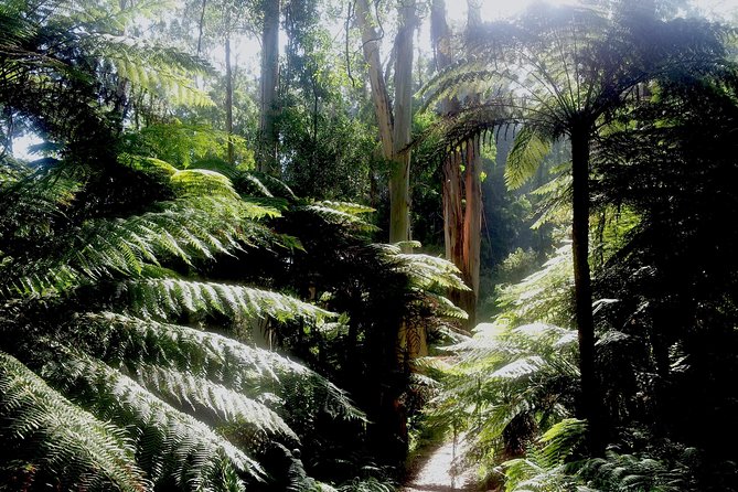 Dandenong Ranges Private Day Tour - The Dandenong Ranges reset you can do from Melbourne
