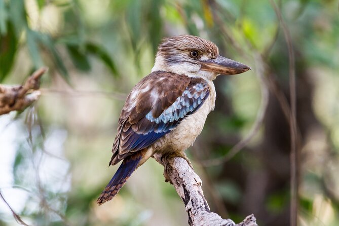 Dandenong Ranges Private Day Tour - What to pack for a forest-and-gardens day near Melbourne