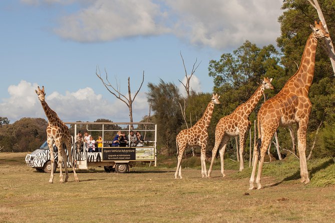 Deluxe Safari Adventure at Werribee Open Range Zoo - excl. entry - A Safari-Style Zoo Day, Without the Cages