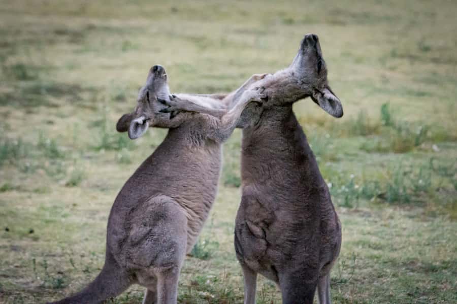 From Melbourne: 2-Day Great Ocean Road & Grampians Escape - Arrival in Halls Gap: your one-night base for the Grampians
