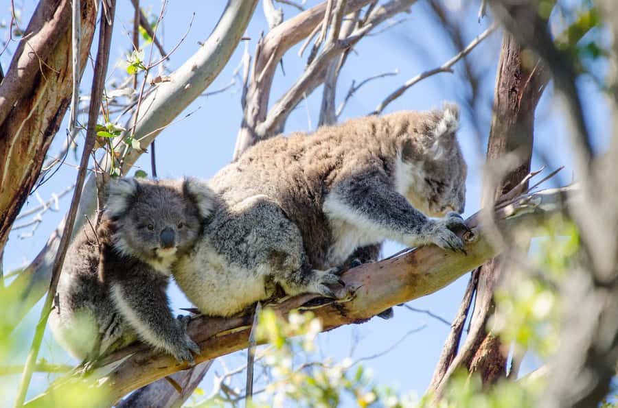 From Melbourne: 2-Day Great Ocean Road & Grampians Escape - Memorial Arch, Apollo Bay, and koala-spotting on the Great Ocean Road
