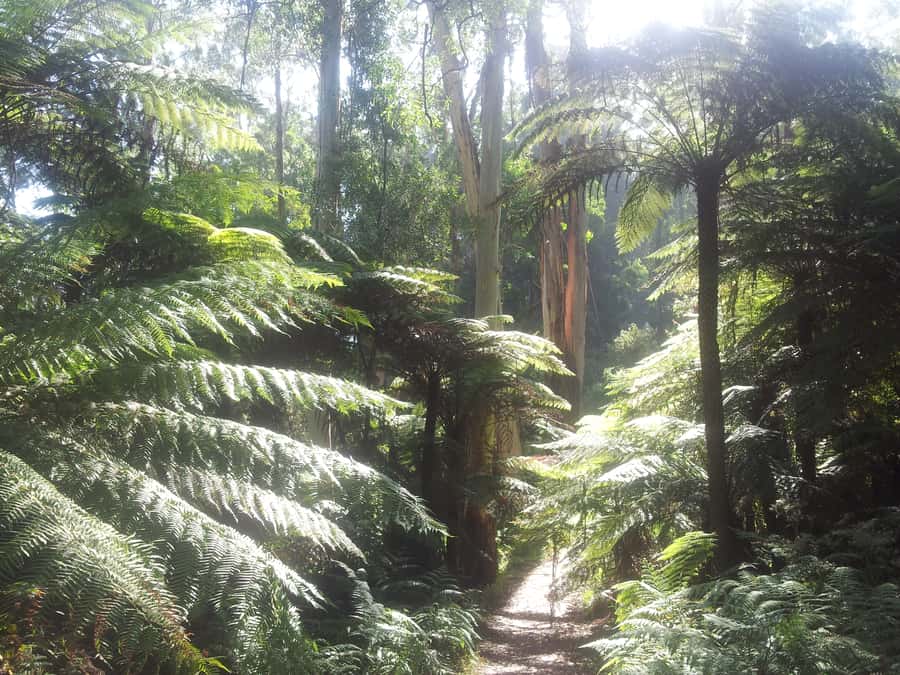 From Melbourne: Dandenong Ranges Private Day Tour - Quick reasons this Dandenong Ranges day feels special