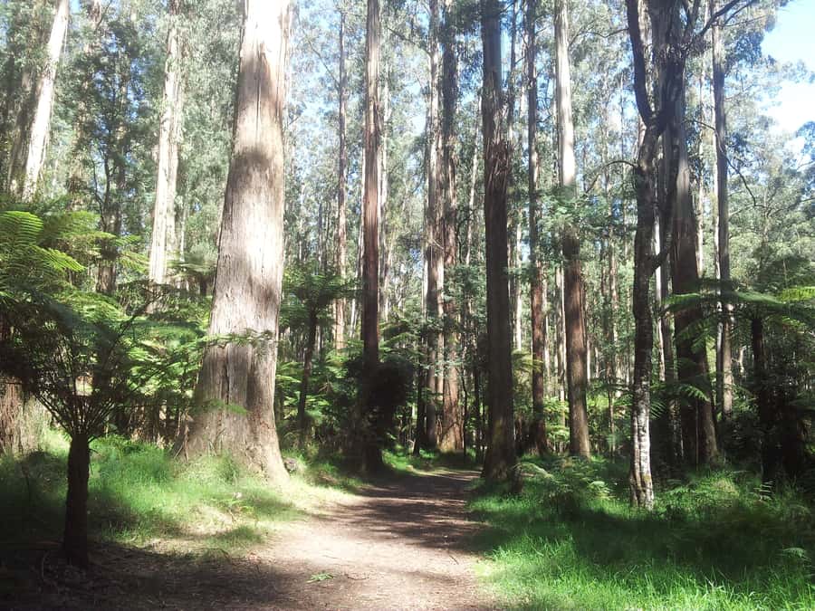 From Melbourne: Dandenong Ranges Private Day Tour - Leaving Melbourne fast, then slowing down for the ranges
