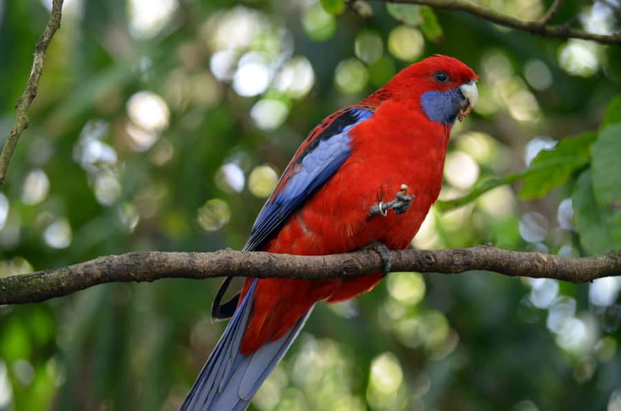 From Melbourne: Dandenong Ranges Private Day Tour - Getting ready: what to bring and how to handle the weather