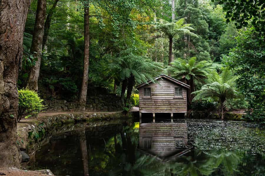 From Melbourne: Dandenong Ranges Private Day Tour - The eucalyptus and fern forest walk, with real bird-life odds