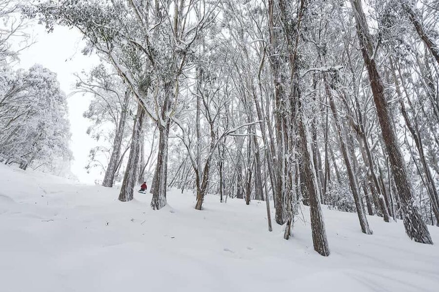From Melbourne: Day Tour to Mt Buller with Snow Clothes - Who this tour suits best