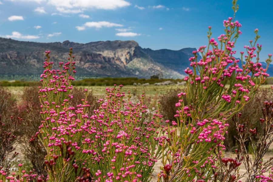 From Melbourne: Grampians National Park & Kangaroos - FAQ