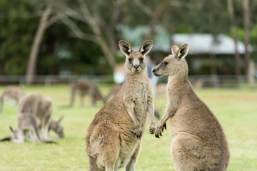 From Melbourne: Grampians National Park & Kangaroos - Halls Gap lunch and Boroka Lookout, when the views finally open up