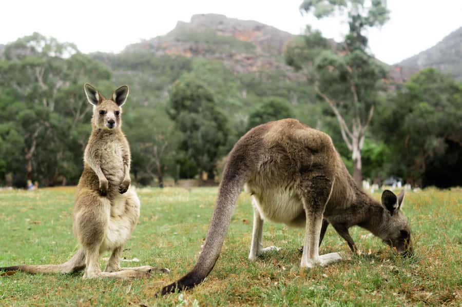 From Melbourne: Grampians National Park Small Group Tour - Key things I’d block out time for